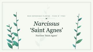 Planche botanique stylisée de Narcissus ‘Saint Agnes’ (Narcisse 'Saint Agnes')