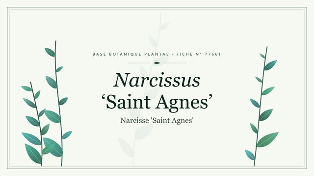 Narcissus saint agnes : points clés Planche botanique stylisée de Narcissus ‘Saint Agnes’ (Narcisse 'Saint Agnes')