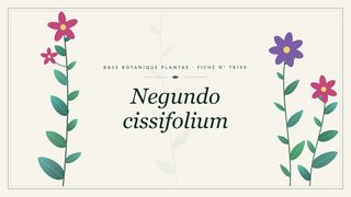 Planche botanique stylisée de Negundo cissifolium