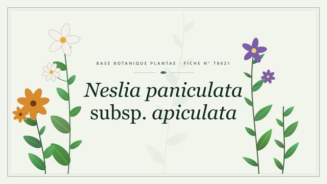 Neslia paniculata subsp. apiculata : fiche descriptive et taxonomie Planche botanique stylisée de Neslia paniculata subsp. apiculata