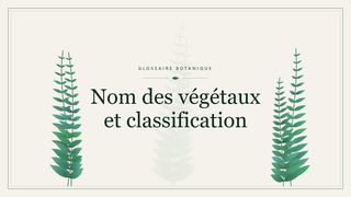 Illustration botanique stylisée du terme « Nom des végétaux et classification » du glossaire