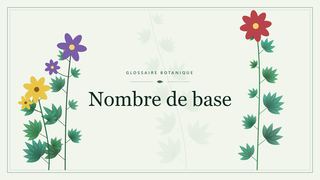 Illustration botanique stylisée du terme « Nombre de base » du glossaire