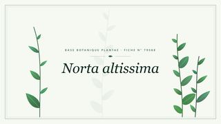 Planche botanique stylisée de Norta altissima
