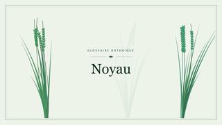 Illustration botanique stylisée du terme « Noyau » du glossaire
