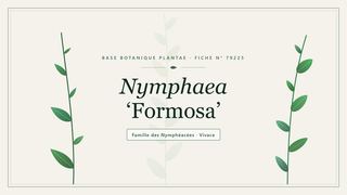 Planche botanique stylisée de Nymphaea ‘Formosa’, famille des Nymphéacées