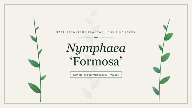 Nymphaea formosa : comment s'y retrouver Planche botanique stylisée de Nymphaea ‘Formosa’, famille des Nymphéacées