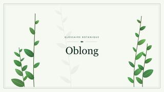 Illustration botanique stylisée du terme « Oblong » du glossaire