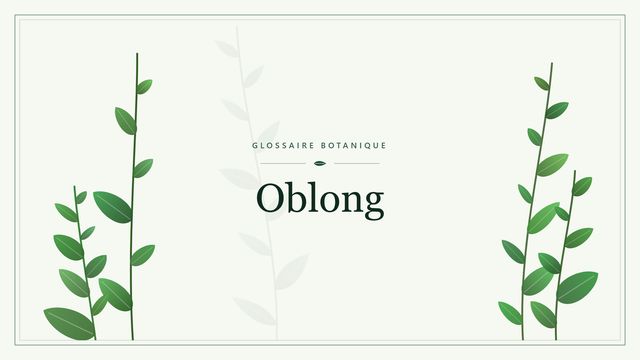 Oblong : notre analyse Illustration botanique stylisée du terme « Oblong » du glossaire