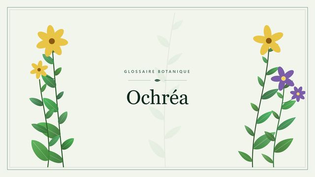 Ochréa : repères utiles Illustration botanique stylisée du terme « Ochréa » du glossaire