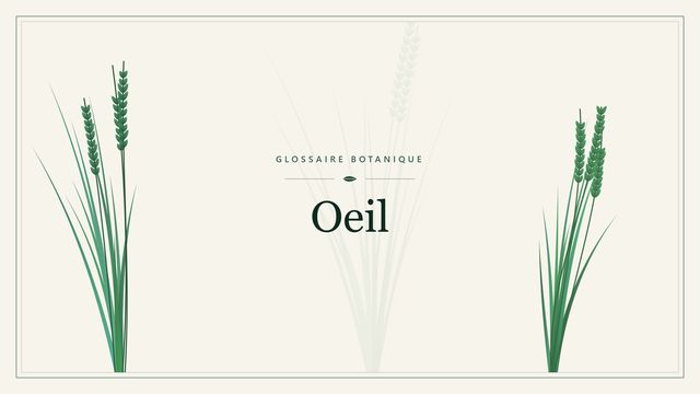 Œil : conseils et analyse Illustration botanique stylisée du terme « Oeil » du glossaire