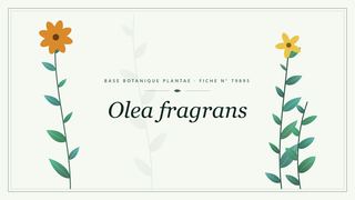 Planche botanique stylisée d’Olea fragrans