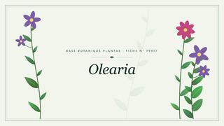 Planche botanique stylisée d’Olearia