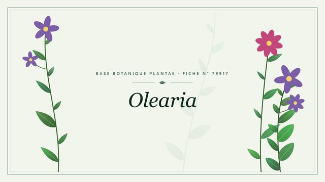 Olearia : fiche descriptive et taxonomie Planche botanique stylisée d’Olearia