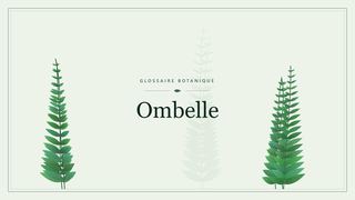 Illustration botanique stylisée du terme « Ombelle » du glossaire