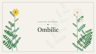 Illustration botanique stylisée du terme « Ombilic » du glossaire