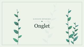 Illustration botanique stylisée du terme « Onglet » du glossaire