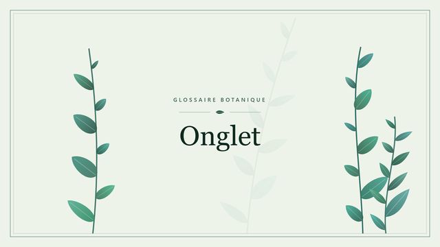 Onglet : conseils et analyse Illustration botanique stylisée du terme « Onglet » du glossaire