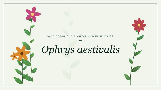 Ophrys aestivalis : fiche descriptive et taxonomie Planche botanique stylisée d’Ophrys aestivalis