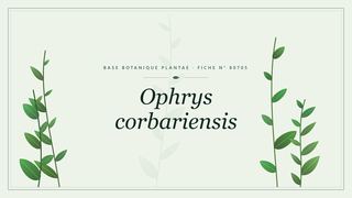Planche botanique stylisée d’Ophrys corbariensis