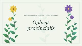 Planche botanique stylisée d’Ophrys provincialis