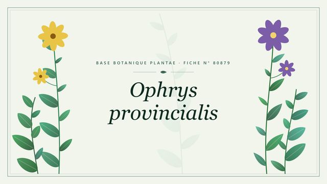 Ophrys provincialis : fiche descriptive et taxonomie Planche botanique stylisée d’Ophrys provincialis