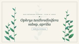 Planche botanique stylisée d’Ophrys tenthredinifera subsp. aprilia, famille des Orchidacées