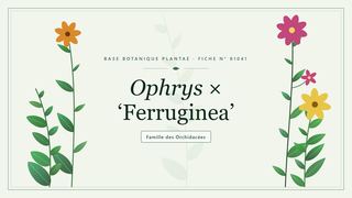 Planche botanique stylisée d’Ophrys × ‘Ferruginea’, famille des Orchidacées