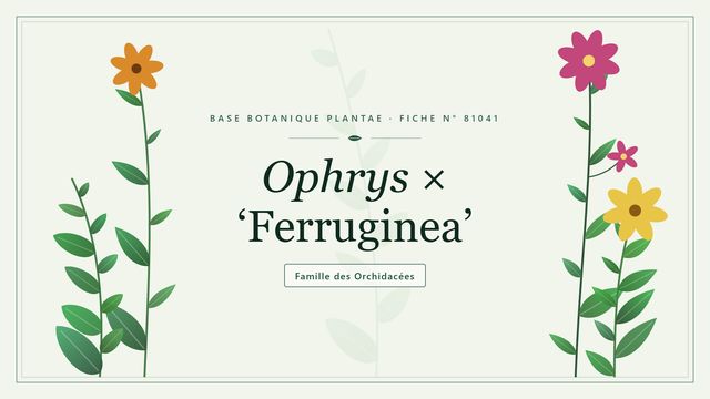 Ophrys × ferruginea, l'ophrys rouillé, hybride naturel méditerranéen Planche botanique stylisée d’Ophrys × ‘Ferruginea’, famille des Orchidacées