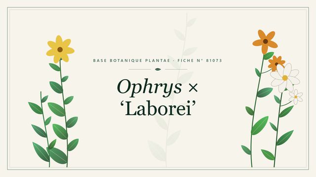 Ophrys × laborei : fiche descriptive et taxonomie Planche botanique stylisée d’Ophrys × ‘Laborei’