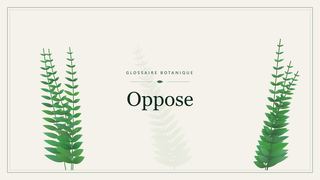 Illustration botanique stylisée du terme « Oppose » du glossaire