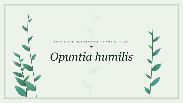Opuntia humilis : fiche descriptive et taxonomie Planche botanique stylisée d’Opuntia humilis