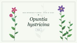 Planche botanique stylisée d’Opuntia hystricina