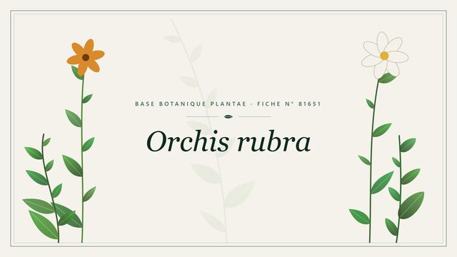 Orchis rubra : fiche descriptive et taxonomie Planche botanique stylisée d’Orchis rubra
