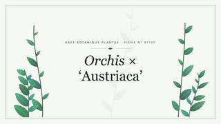Planche botanique stylisée d’Orchis × ‘Austriaca’