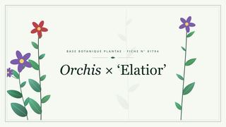 Planche botanique stylisée d’Orchis × ‘Elatior’
