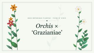 Planche botanique stylisée d’Orchis × ‘Grazianiae’