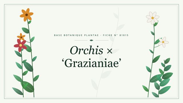 Orchis × grazianiae : fiche descriptive et taxonomie Planche botanique stylisée d’Orchis × ‘Grazianiae’