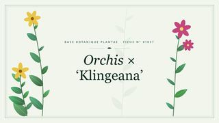 Planche botanique stylisée d’Orchis × ‘Klingeana’