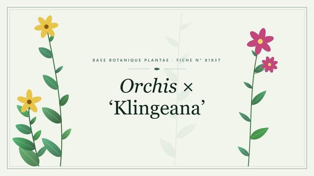 Orchis × klingeana : fiche descriptive et taxonomie Planche botanique stylisée d’Orchis × ‘Klingeana’