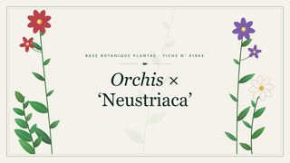 Planche botanique stylisée d’Orchis × ‘Neustriaca’