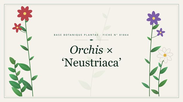 Orchis × neustriaca : notre analyse Planche botanique stylisée d’Orchis × ‘Neustriaca’