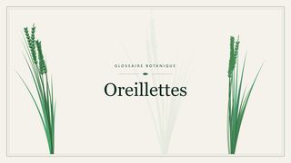 Illustration botanique stylisée du terme « Oreillettes » du glossaire