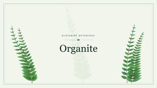 Illustration botanique stylisée du terme « Organite » du glossaire