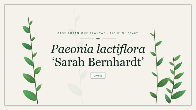 Paeonia lactiflora sarah bernhardt : fiche descriptive et taxonomie Planche botanique stylisée de Paeonia lactiflora ‘Sarah Bernhardt’