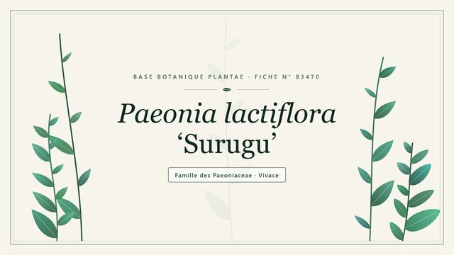 Paeonia lactiflora surugu : ce qu'il faut savoir Planche botanique stylisée de Paeonia lactiflora ‘Surugu’, famille des Paeoniaceae