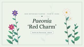 Planche botanique stylisée de Paeonia ‘Red Charm’, famille des Paeoniaceae