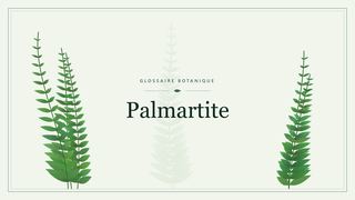 Illustration botanique stylisée du terme « Palmartite » du glossaire