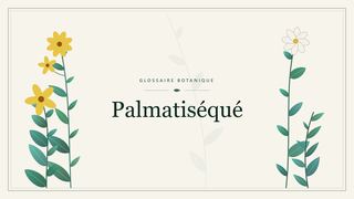 Illustration botanique stylisée du terme « Palmatiséqué » du glossaire