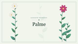Illustration botanique stylisée du terme « Palme » du glossaire