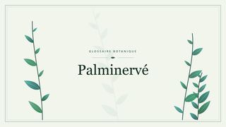 Illustration botanique stylisée du terme « Palminervé » du glossaire